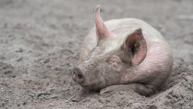 被误解为最脏的动物,其实最爱干净,程度甚至超过猫狗