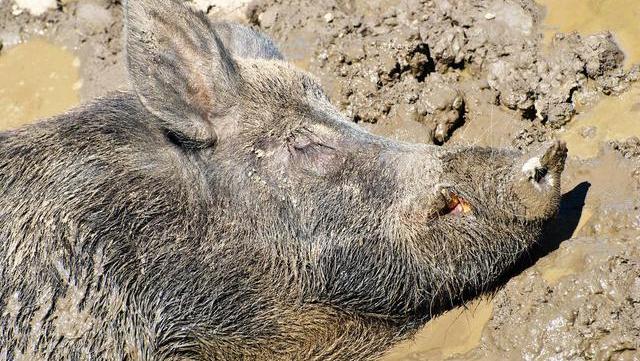 被误解为最脏的动物,其实最爱干净,程度甚至超过猫狗