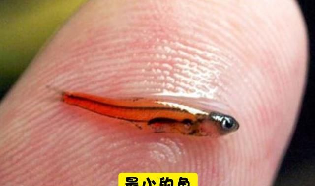 盘点世界上10种不同动物的最小种类|侏儒|鲸鱼|章鱼_新浪网