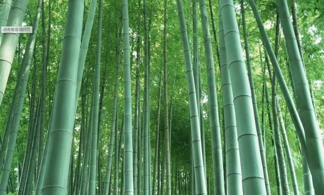 山东最美古村,当地村民住在竹林当中,网友:太胜贤了吧