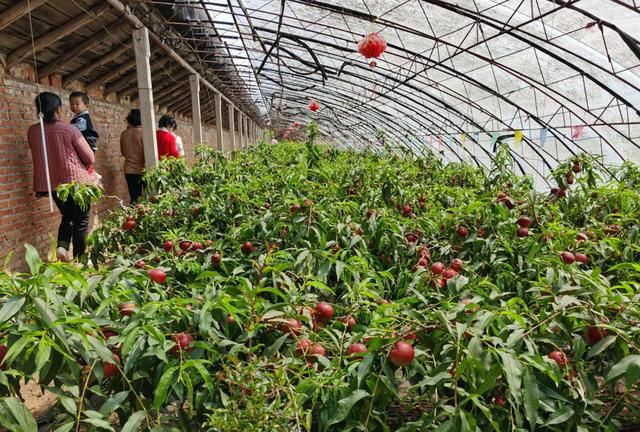 约上好友带上孩子 唐家房大棚油桃采摘正当时