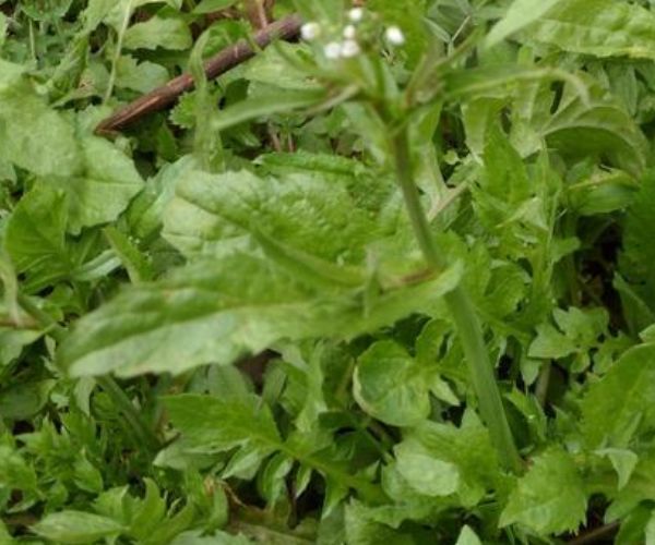"高血压的克星"的四种野菜,降血压,抗衰老,浑身都是宝!