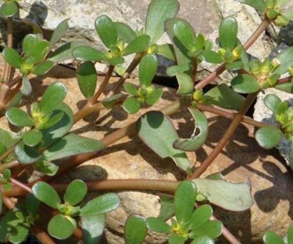 "高血压的克星"的四种野菜,降血压,抗衰老,浑身都是宝!