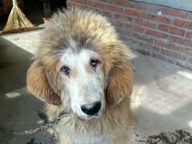 买了只白色藏獒,养了三个月,邻居说这只羊不错,多少钱一斤?