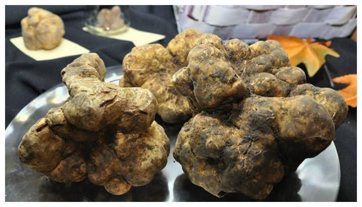世界上最贵的蘑菇一次能卖18万一口吃掉一辆车