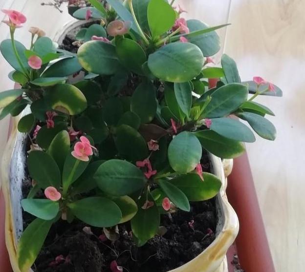 没时间打理花草该养什么盆栽虎刺梅牢记4点花苞四季开不停