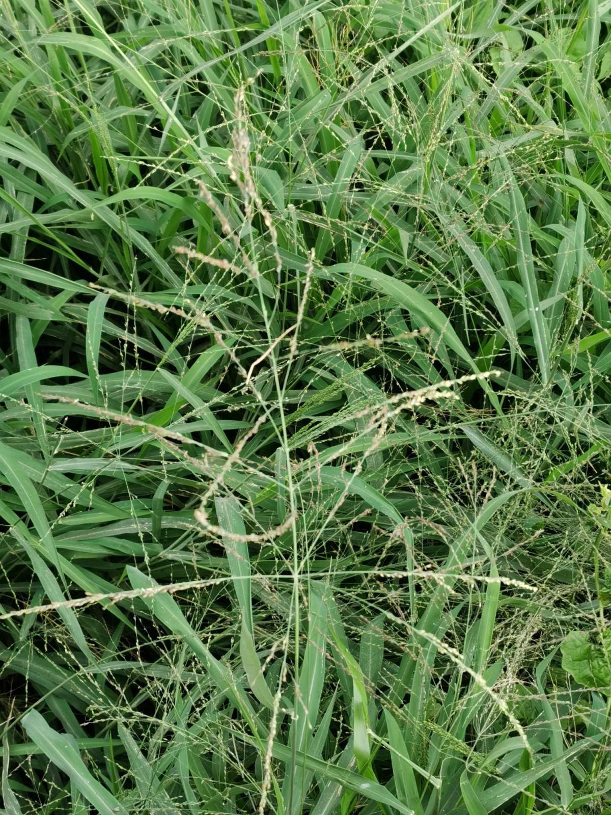 路边常见的野草马唐,是家畜最爱的小零食,种花盆里也有趣!|花盆|野草|