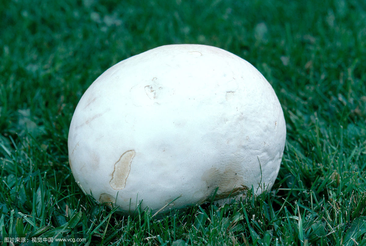 男子野外发现球一样大的白蘑菇上网查阅资料后乐开了花