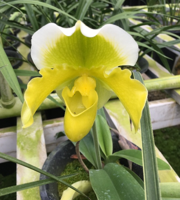 6种珍稀兰花,高贵优雅,价值不凡,见过一种就很厉害了!