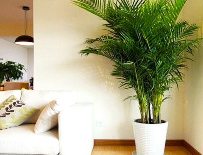 4种花,最适合养客厅,高贵优雅,上档次,开花还特漂亮!