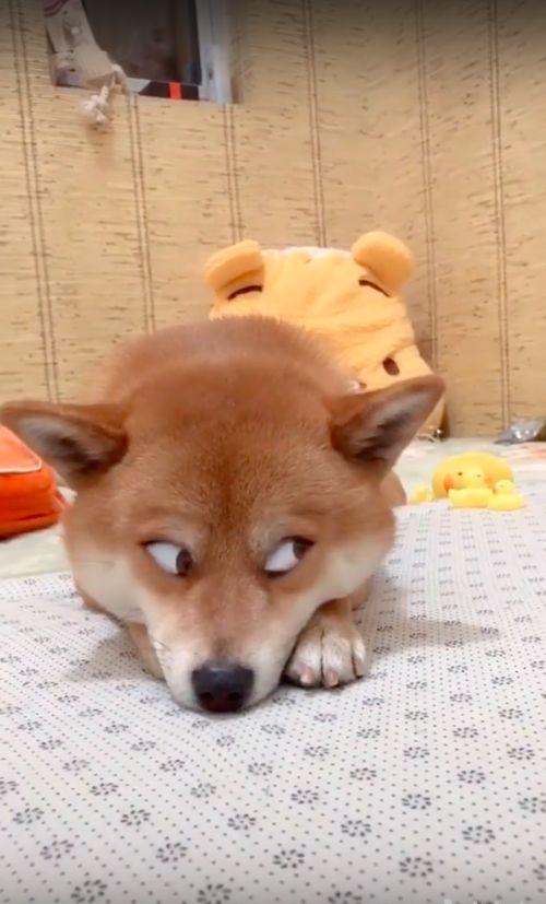 萌柴撒娇却被主人玩坏!「戏精眼神」破8千人狂笑:很烦馁