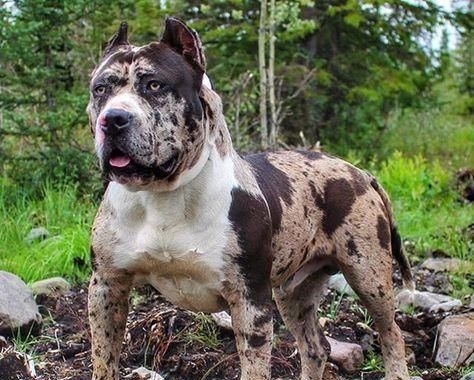 猛犬中的4大莽夫,以智商低,体格壮而著称,一般人养不了