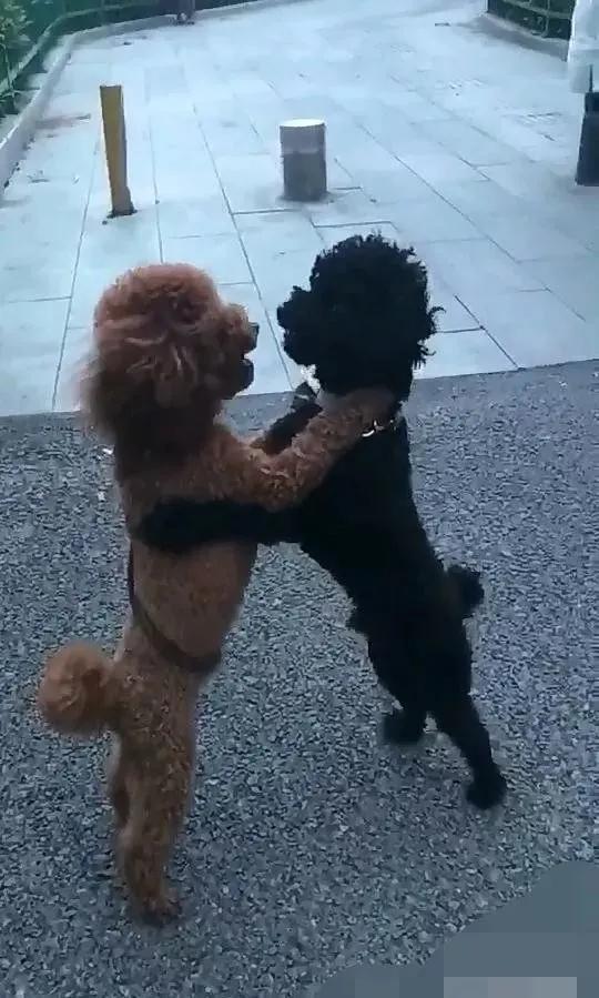 两只小泰迪路边打架,主人却在一旁瞎起哄,结果演变成这样了