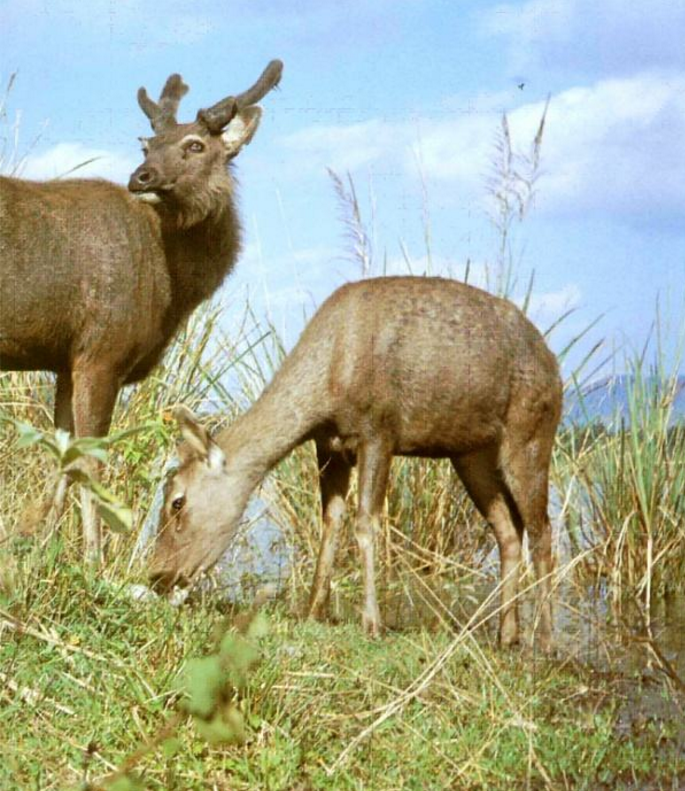 濒危物种水鹿现身云南,曾被认作是"神鹿",如今却百年难遇
