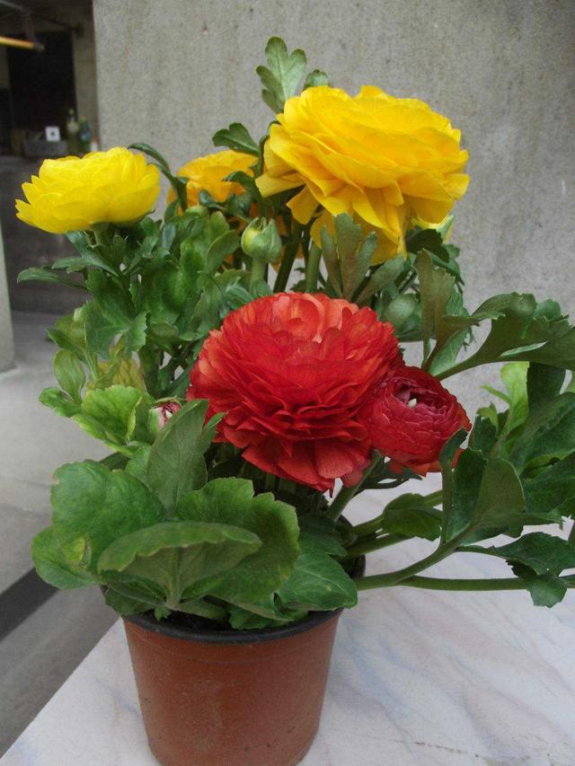 花毛茛叶子像芹菜,花朵像牡丹,生长在野外也可以用盆栽种植
