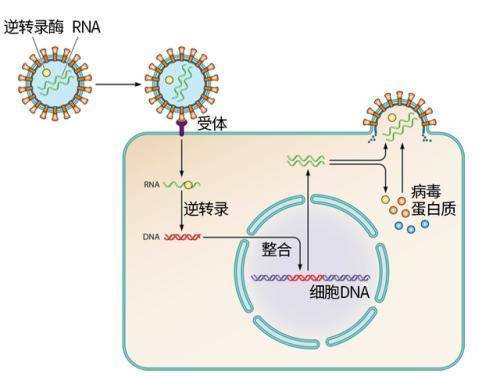吃野味真的违反自然规律吗为什么病毒能从动物传染给人类