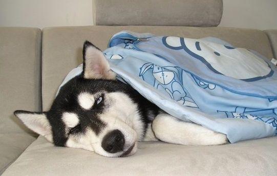 哈士奇想盖着被子睡觉接下来的行为太搞笑了