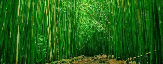 山东最美古村,当地村民住在竹林当中,网友:太胜贤了吧