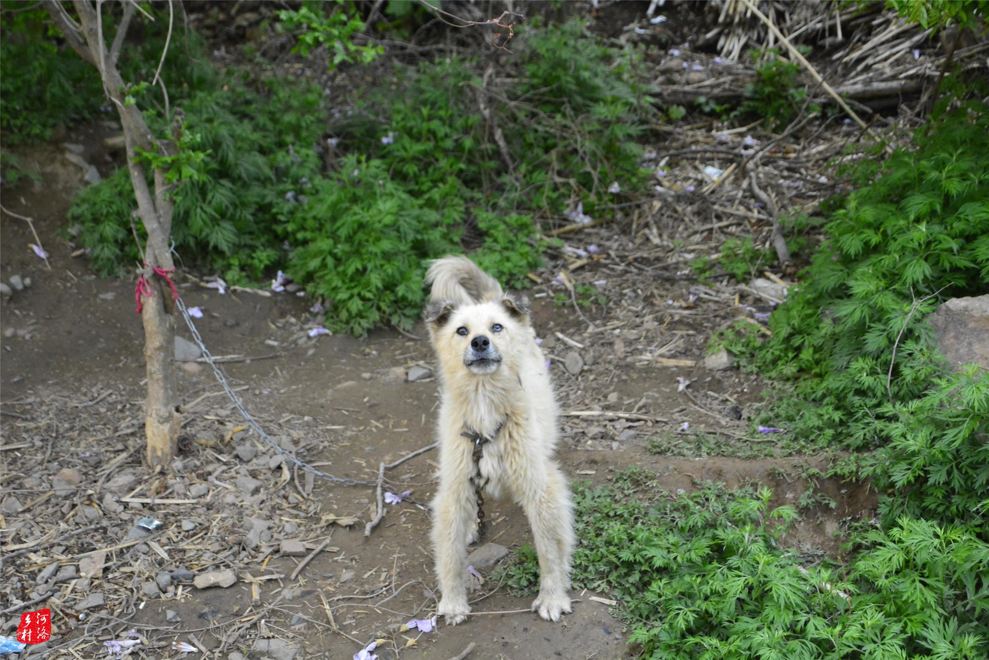 近日,河洛乡村到河南省嵩县山区采风,遇到几位采摘驴头布袋(一种红色
