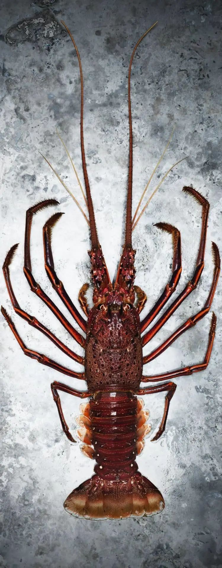 左:西澳岩龙虾;右:南澳岩龙虾.可以从腹部背面看出区别.