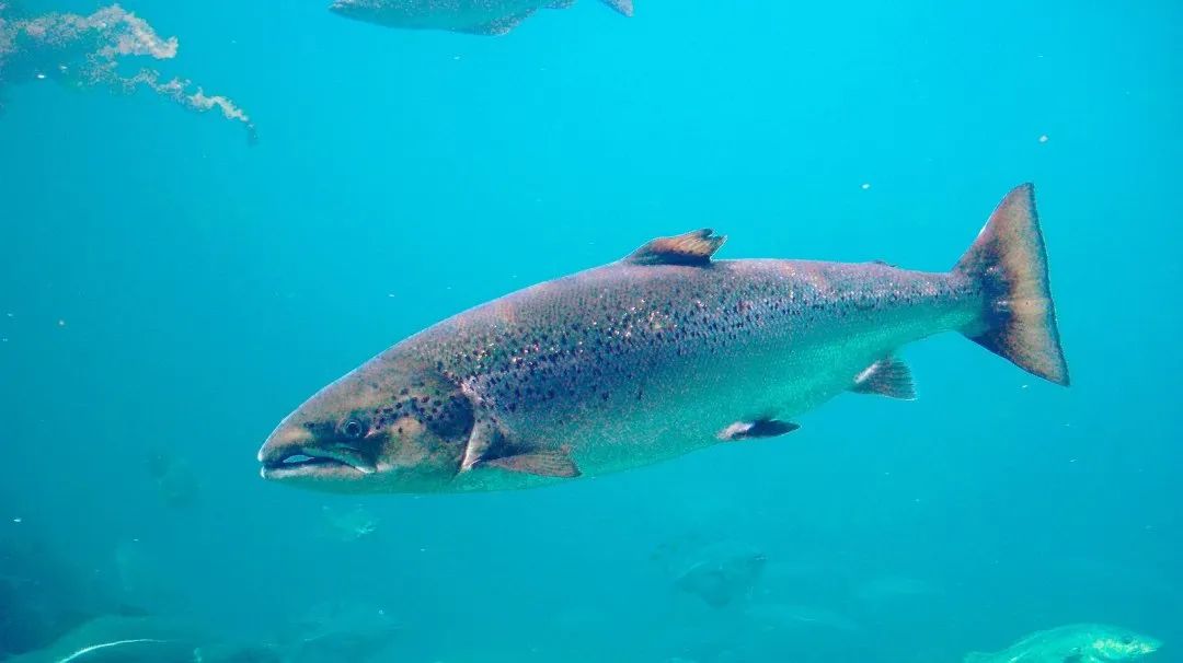 "广义上包括了若干种鳟属(salmo)和麻哈鱼属(60oncorhynchus)的鱼类