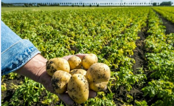 因为疫情比利时土豆卖不掉有数十万吨土豆可能被扔掉
