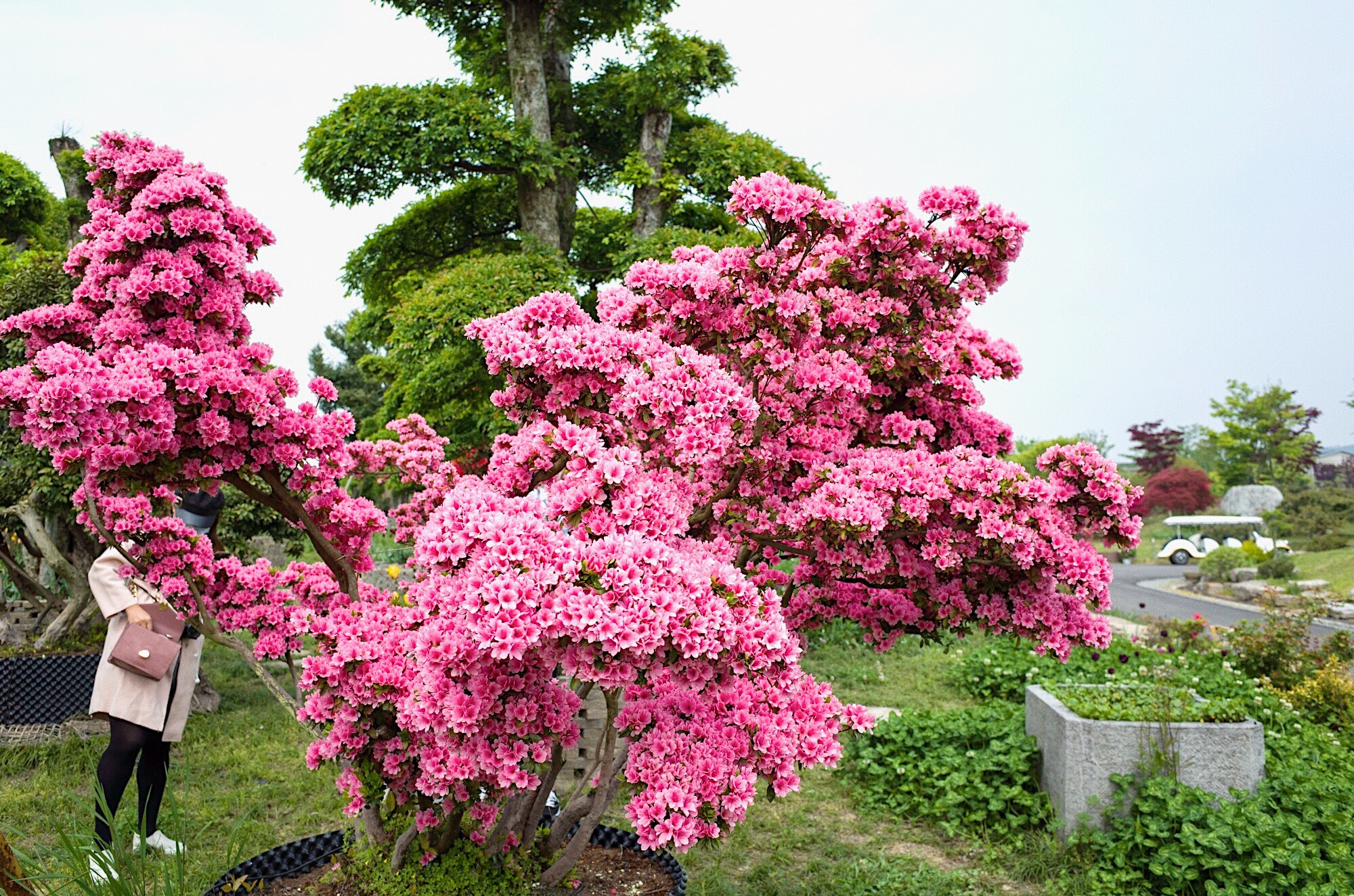 无锡有个最大的杜鹃花观赏地,也是国内首个花卉休闲区