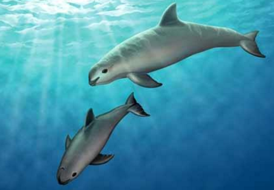 在利益的诱惑下渔民疯狂偷捕黄唇鱼却导致鼠海豚濒危