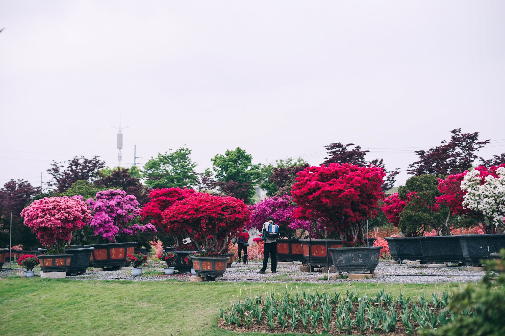 无锡有个最大的杜鹃花观赏地,也是国内首个花卉休闲区