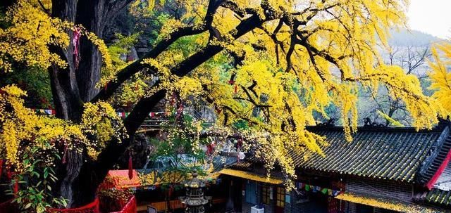 山东这一低调景区,置身其中宛如“世外桃源”,门票只要20块钱
