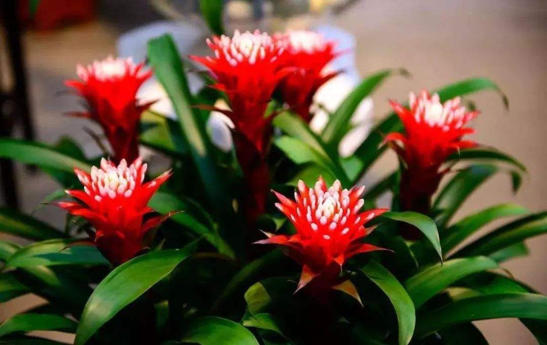 吉祥又招财的3种花尤其是最后一种家里越养越富贵