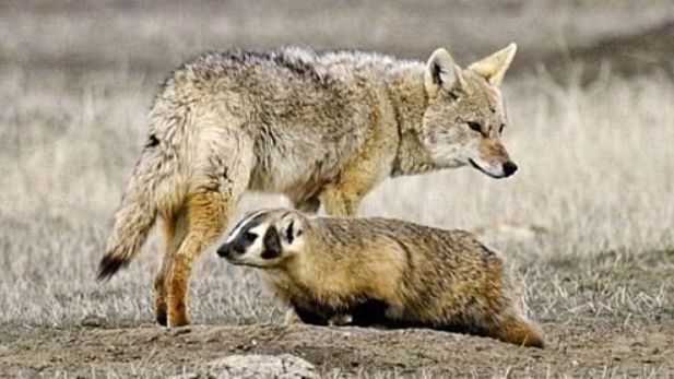 人们常说"狼狈为奸",那"狈"是什么物种呢?为何没人见过?