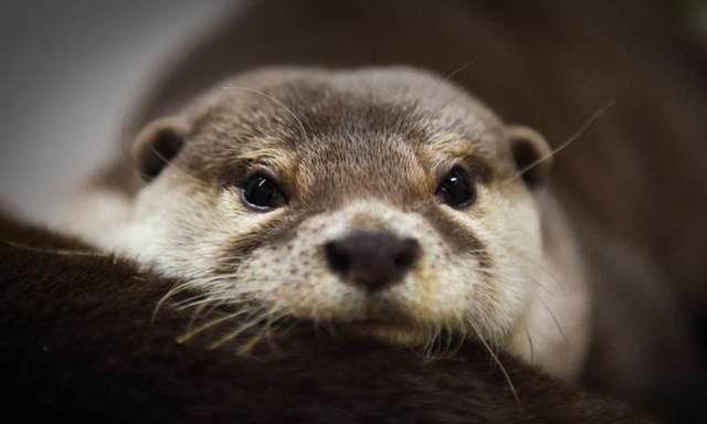 太萌了!主人拿起枪喊不许动,小水獭接下来的动作让人笑岔气!