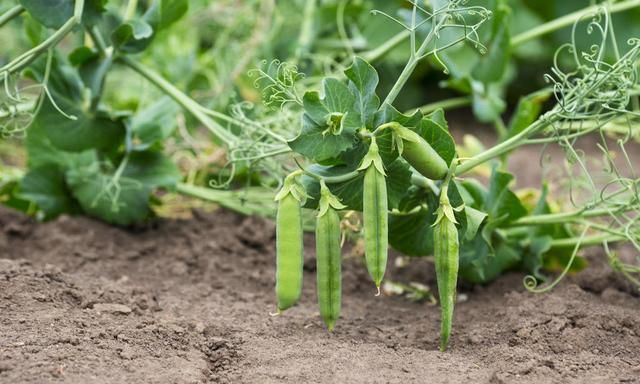 以淮北地区为例,荷兰豆无公害栽培技术,农民朋友了解一下!