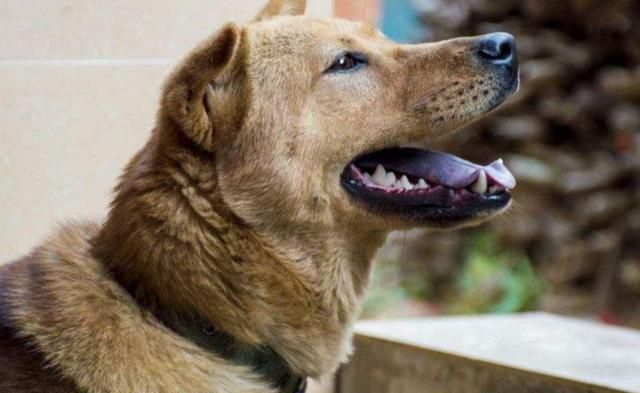 帮你解开多年疑惑,"不怕鬼哭就怕狗嚎"究竟为何|狗狗|叫声|嚎叫_新浪