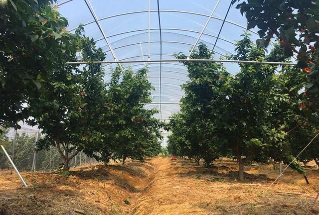 短柄,紫晶,黑珍珠等浙江本土樱桃上市,今年减产超八成|浙江|嵊州|紫晶