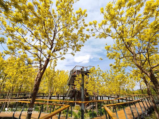 小米10青春版拍照体验:长焦表现如何,人像和夜景又怎样?