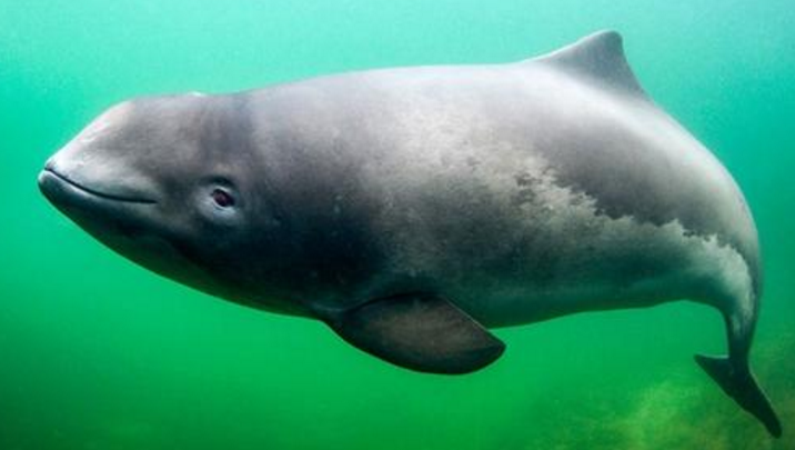 在利益的诱惑下渔民疯狂偷捕黄唇鱼却导致鼠海豚濒危