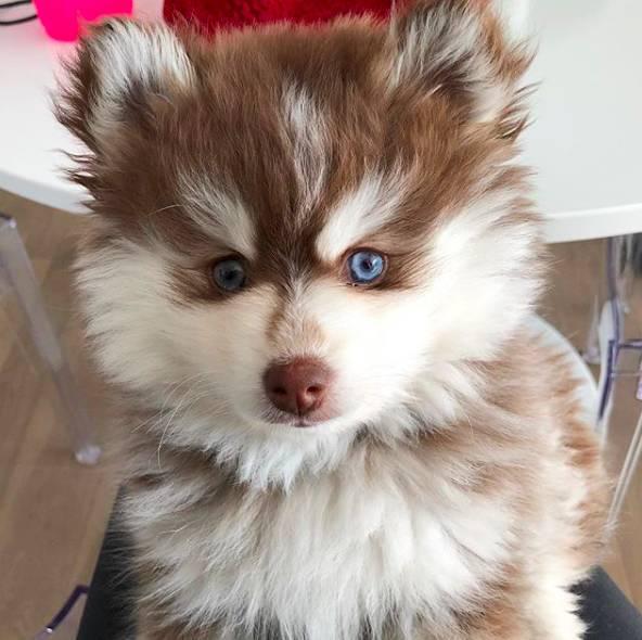 它们结合出这样的小可爱还有这只哈士奇跟博美的混血还有哈士奇跟柯基