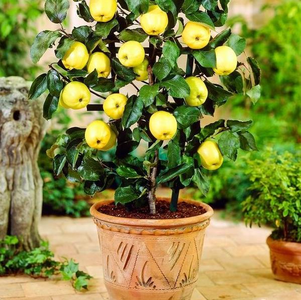 樱桃,苹果树种在阳台上?盆栽几棵小树苗,好看好玩,还能结果