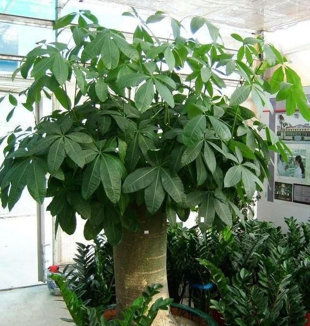 淘米水兑点它营养足酸性大发财树浇一点新叶新芽一起冒