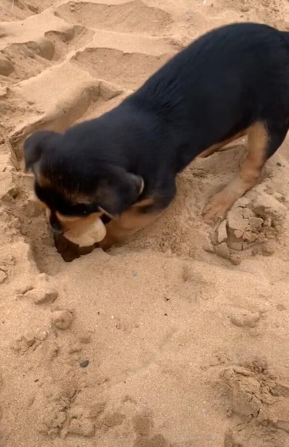 小狗挖坑埋下包子,留着过冬吃,网友:位置不好找到!