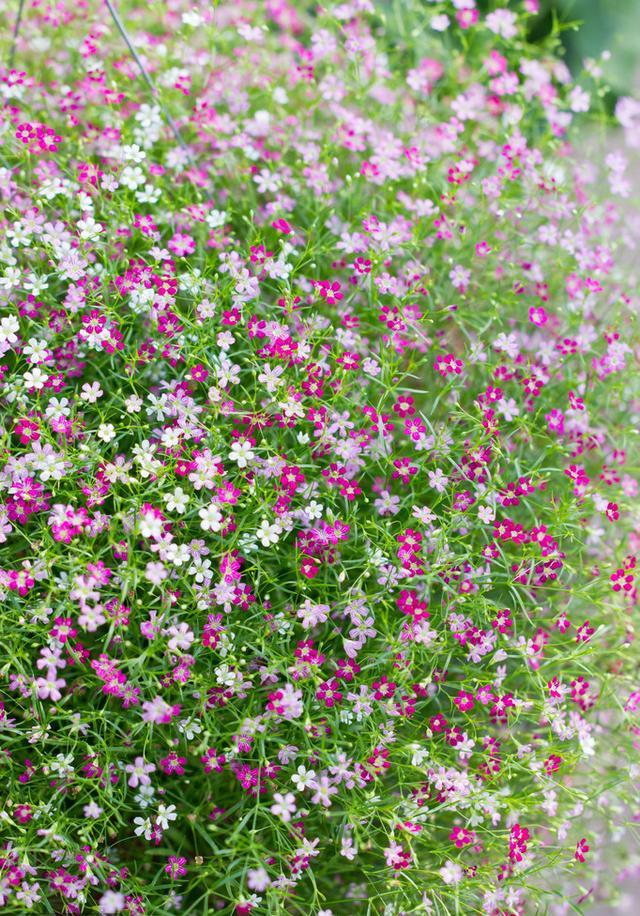 阳台养盆垂吊满天星花量大花期长还能营造浪漫气氛