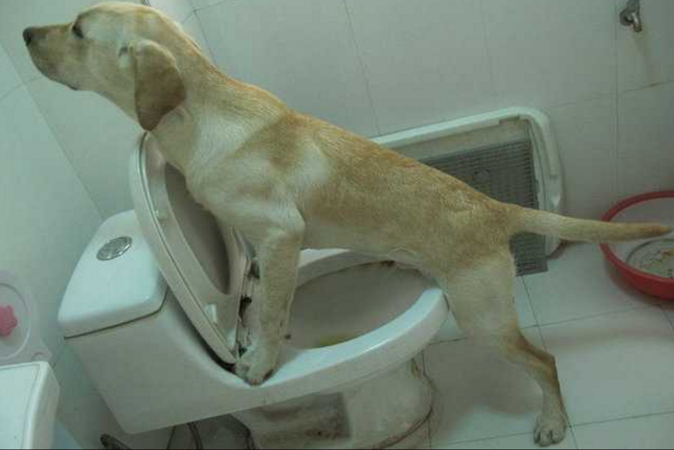 拉布拉多参观主人上厕所,自学如何用马桶,证明快成精了