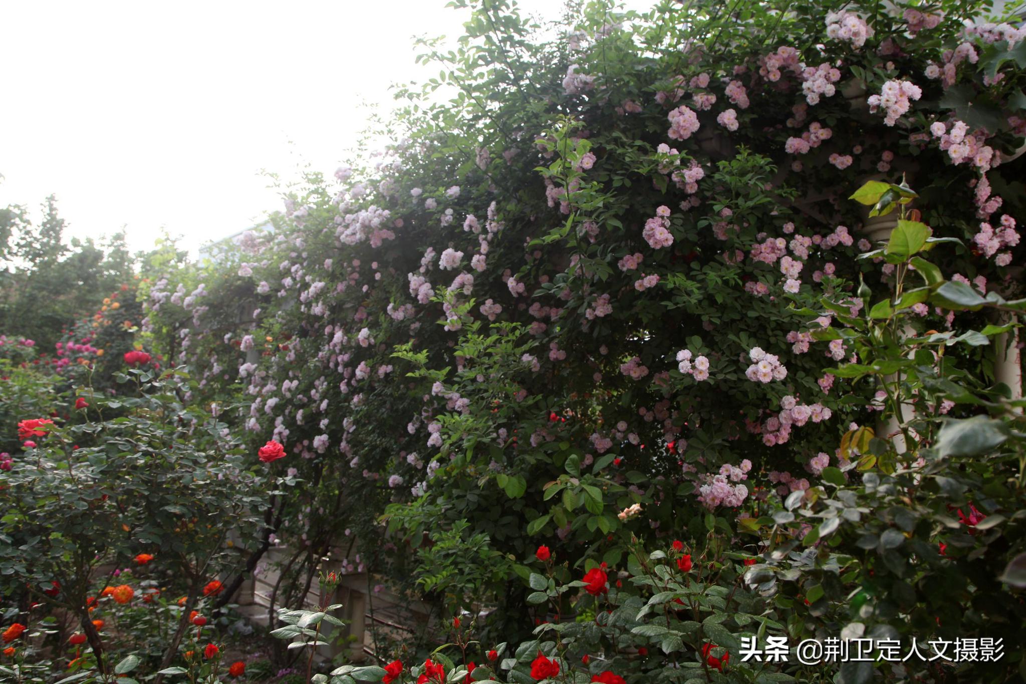 百花园中大多数是色彩绚丽的月季,也有几树蔷薇花和芍药花,它们在一起