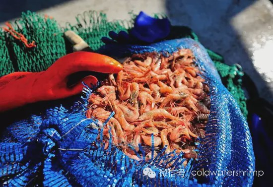 加拿大北极虾还分近海和远海捕捞?你知道么?