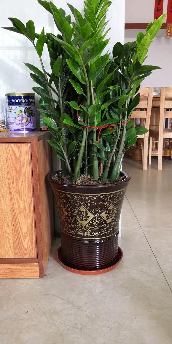 一叶兰|百合竹|金钱树_新浪新闻