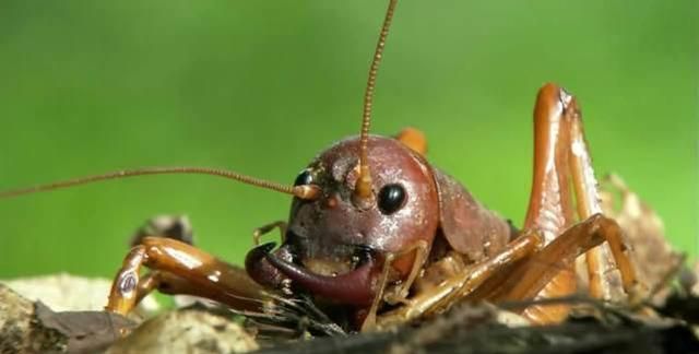最大的蝗虫,据说一顿就可以吃下一整根胡萝卜,网友:太吓人了