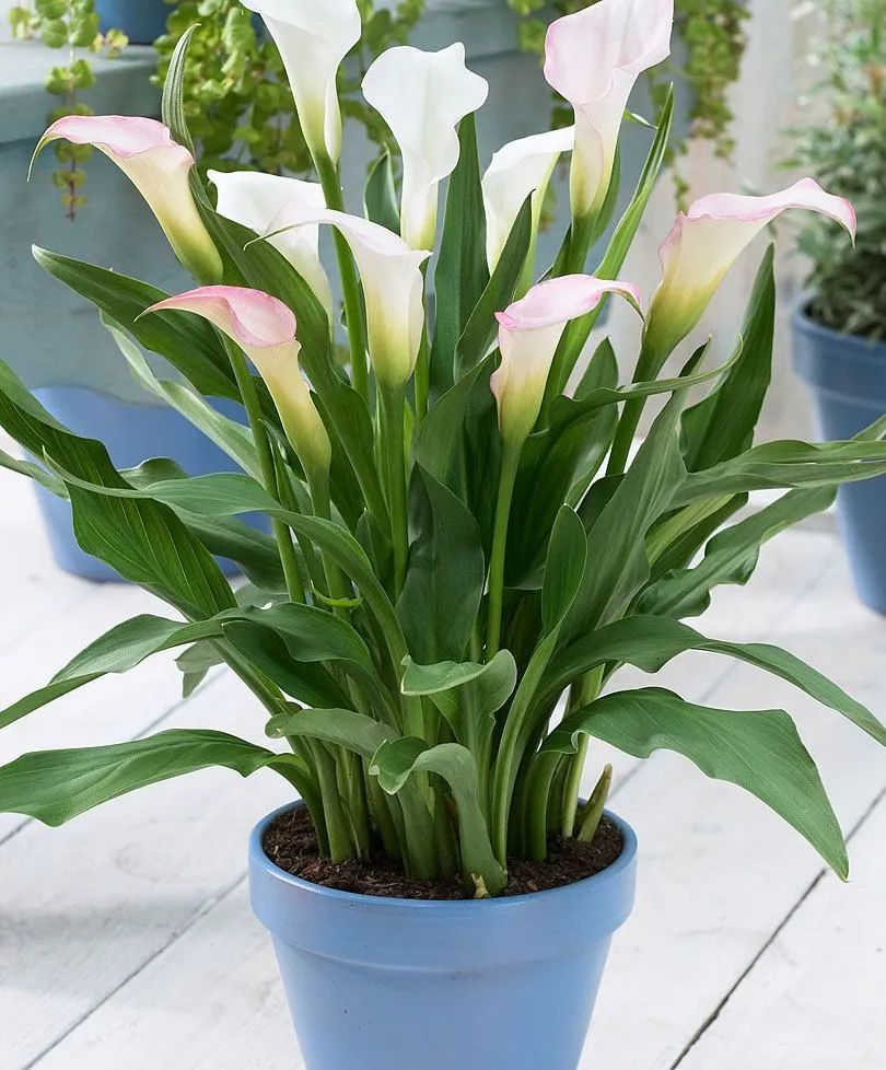 马蹄莲养成盆栽后用块茎繁殖,5月份也能种,在夏天却容易养不好