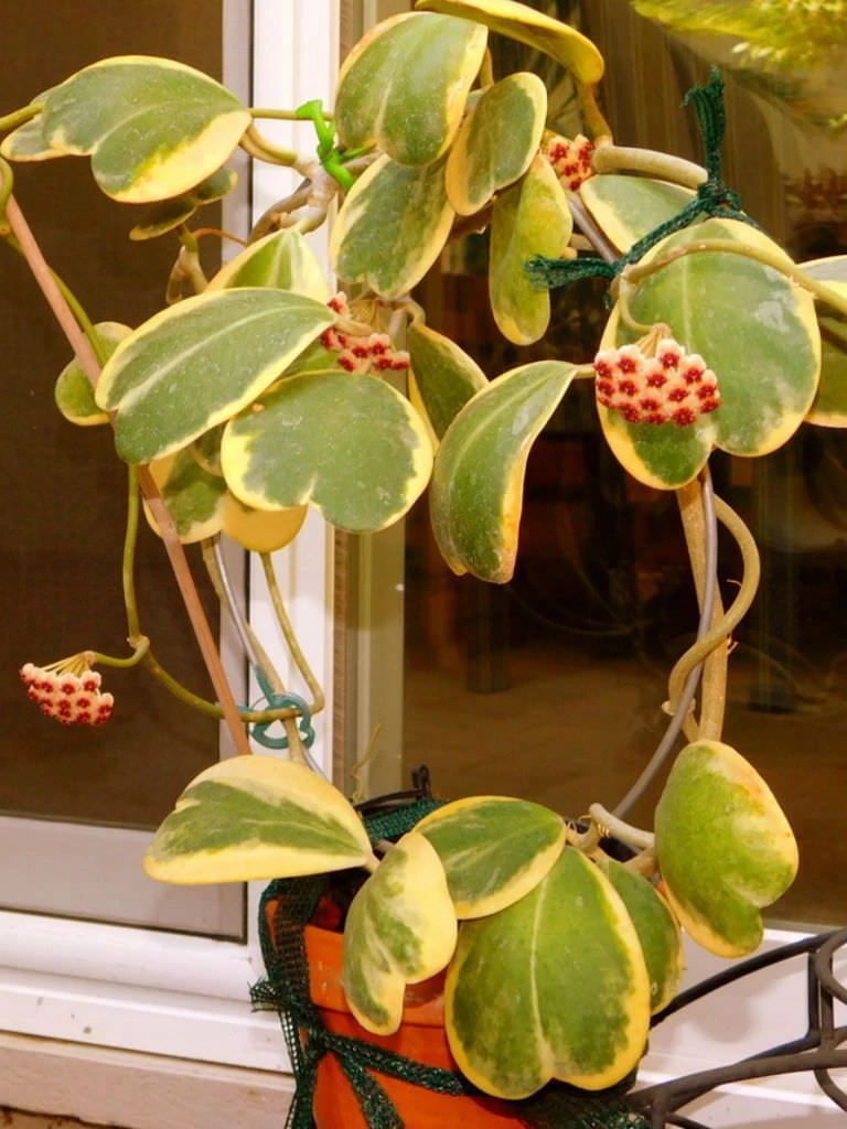 只用叶子就能繁殖的心叶球兰养护难度低为啥很难养开花